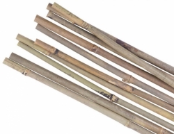 Tyč opěra k rostlinám bambus ¤14-16mm/180cm bal.10ks